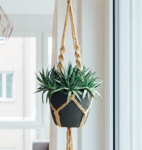 Hanging Plant